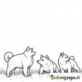 Field of shiba inu puppies playing